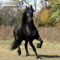 Para la industria de nutrici�n animal